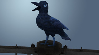 crow_photo1.jpg