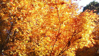 momiji2.jpg